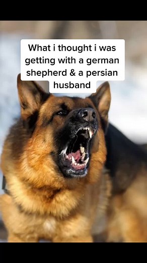 German Shepherd Dog Behaviors and Characteristics