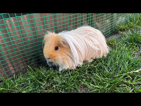 My guinea pig is walking outdoors 🐹