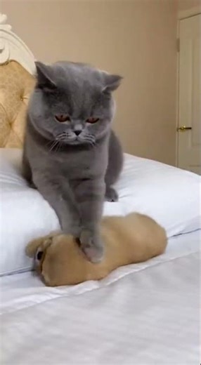 The Bully Cat Freezes When the Lhasa Apso Mom Walks In