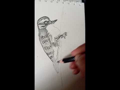 Sketch of woodpecker easy tutorial