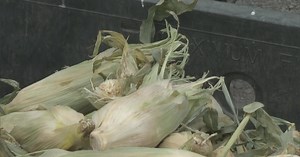 Colorado State University researchers consider "STD" to help protect sweet corn from worms
