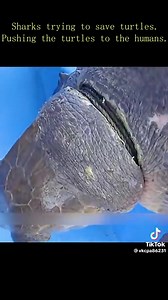 44K views · 547 reactions | A shark and sea turtle story 麗 . . . #turtle #turtles #turtlesofinstagram #tortoise #nature #reptile #reptiles #animals #turtlelife #turtlelove #seaturtle #reptilesofinstagram #schildkr #turtlelover #ocean#shark #sharks #ocean #sharkweek #underwater #sharkdiving #savesharks #greatwhiteshark #fish #sharkconservation #sharklover #sharkattack #sea #whiteshark #diving #nature #sharklove | Curma | Facebook
