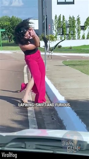 😅🪶 Mother Lapwing Shows Who’s Boss After Rescue Attempt