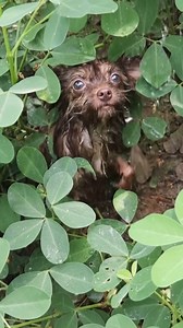 195K views · 11K reactions | We found a small dog in distress near a trash can, with serious injuries to his head and mouth. After rushing him to the vet for surgery, his resilience has been inspiring as he gradually regains his strength, showing the power of compassion and determination.  Read the full story in the comment below ⬇️ | Pawsitive Pooch Love | Facebook