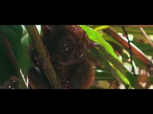 Bohol in ONE MINUTE (A travel video)