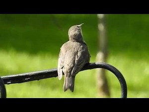 Young Common starling singing - Sturnus vulgaris