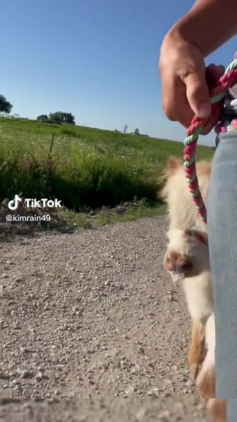 Adorable Microcow Mewing and Mini Coo - Cute Baby Cow TikTok Compilation