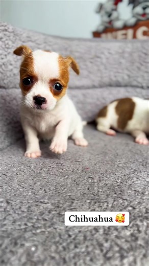 Chihuahua Breeds: A Comprehensive Guide