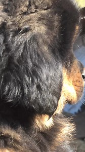 Example | Himalayan Mastiff Nepal