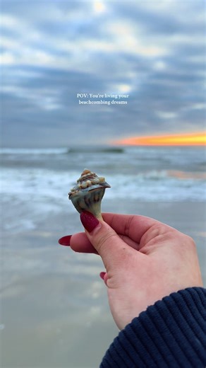 Beachcombing Treasures: Finding Seashells in New Jersey