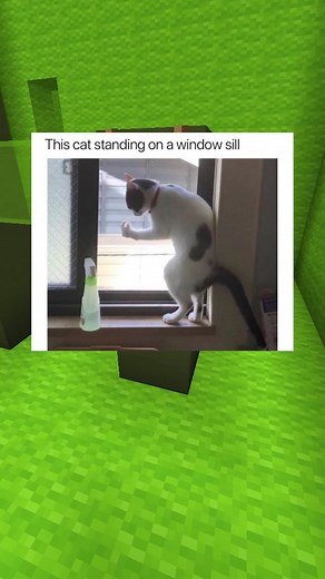 cardogjones on TikTok