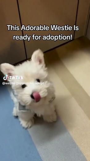 Westie puppies for adoption near me #westhighlandwhiteterrier #westiepuppies