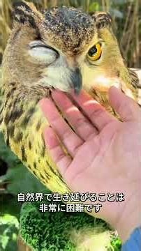 フクロウがネズミを捕まえるとき、なぜネズミは逃げ出さないのでしょうか？