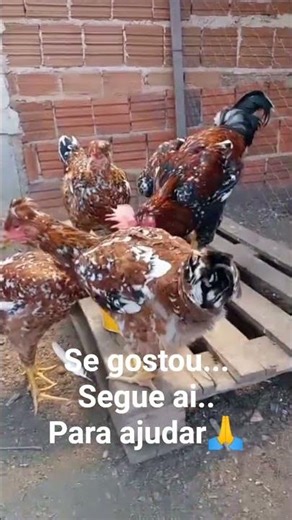 Aprenda Criar Galinha GSB e fatura bem