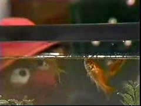Ernie and Bert watch goldfish - Classic Sesame Street