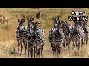 Wildlife of Africa 4K | Elephants, Zebras & Untamed Jungle Documentary