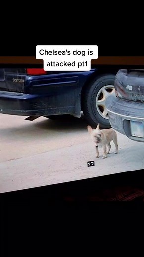 Chelsea's French Bulldog Attack Incident