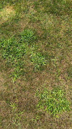 8.6K views · 216 reactions | Weed ID help please…. #help #weeds #lawnweeds #weedid #weedidentification #herbicide | GCI Turf | Facebook