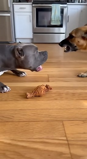 581K views · 16K reactions | Go on, keep arguing— I’ll handle the food part. #trendingreelsvideo #funny #doglover | Funny Moments | Facebook