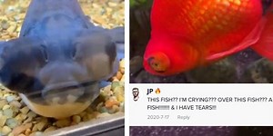 Watch this fish undergo a huge transformation after getting a little love and care