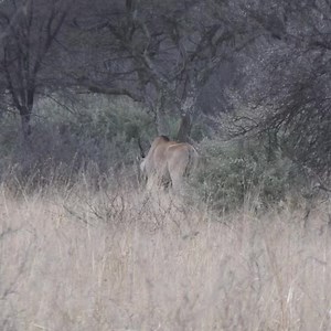 A giant eland, a lifetime memory. #motshwere #elandhunt | Motshwere Safaris and Outfitters