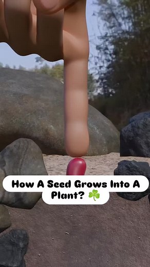 How A Seed Grows Into A Plant ☘️🌵 #animation #reels #trending #viral #fact #shorts #science #seeds #plants | 3DifyExplained