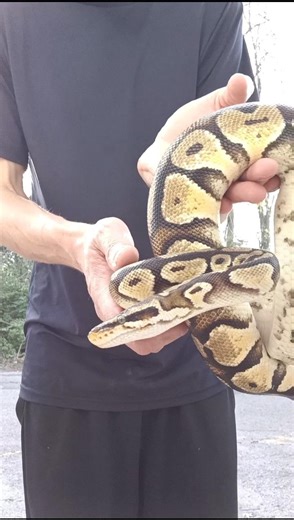 new ball python