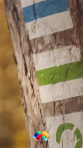 Mit jelentenek a turistajelzések, avagy hogyan tájékozódjunk az erdőben? #foryou #foryoupage #fy #túrázás #ismeretterjesztő