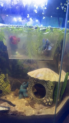 My fullmoon dumbo betta, Amethyst. Breeding him with a halfmoon female 😇 ( and yes I do need to hoover the surface 😬) #fishtank #fish #bettafish #fishbreeding #fyp