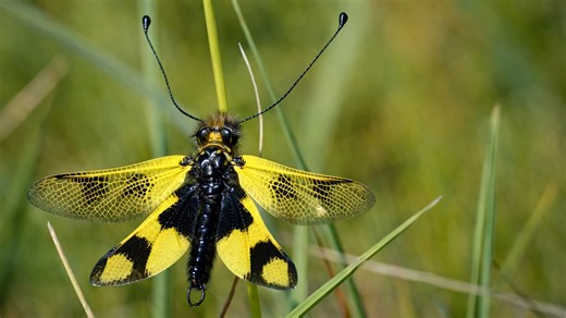 This hidden camera filmed a creature that looks almost unreal