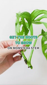 DIY propagation magic! Get the lowdown on rooting Monstera stems—it's easier than you think #monstera #propagation #propagate #houseplants #plants | Succulents Box