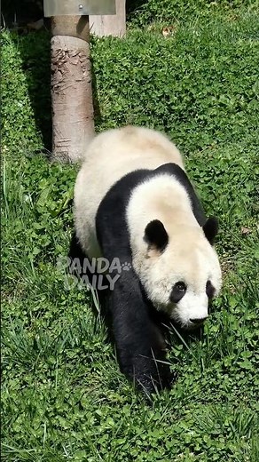 🐼🇺🇸 Meet Tai Shan: America’s Famous Panda Boy