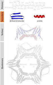 Protein secondary structure - Alchetron, the free social encyclopedia