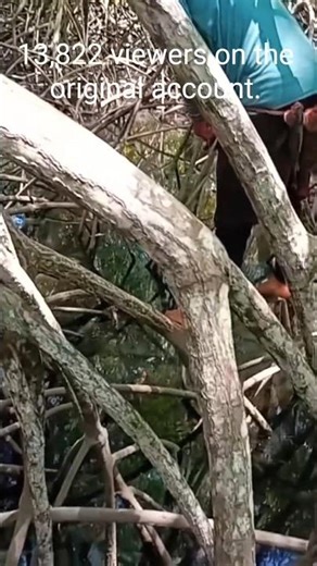 🎣 Ferocious Snapper Strike in the Mangroves!