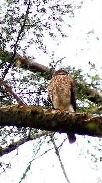 Greave's Release (Sharp-shinned Hawk)