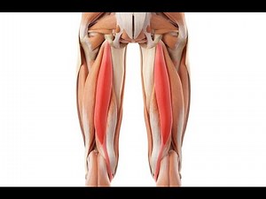 Elastic wrapping of the Hamstring