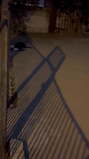 UPDATE: My Stray Cat Came back today, but he was a bit skinny. I think he was hiding until Halloween was over! | Bestfetchdog Jay Lett