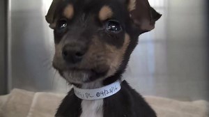 This baby is sick and he needs help fast. Please SHARE for his life, he is VERY special and a FOSTER or ADOPTER would save him. Thanks! #A4943728 My name is NEMO I'm an approximately 2 month old male M Pinscher. I am not yet neutered. I have been at the Carson Animal Care Center since 4/28. I will be available on 4/28. You can visit me at my temporary home at C401. My former family had to give me up because they couldn't afford the care I need. http://www.petharbor.com/pet.asp?uaid=LACO1.A494372