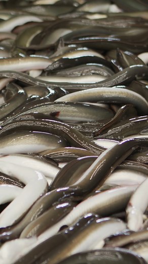 Despite their declining population, Japanese eels are still in high demand across East Asia. #seafood #endangered #fishing | Insider