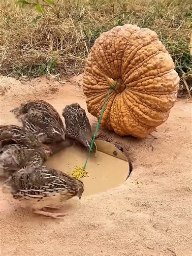 Genius Underground Bird Trap for Quail and Pigeons