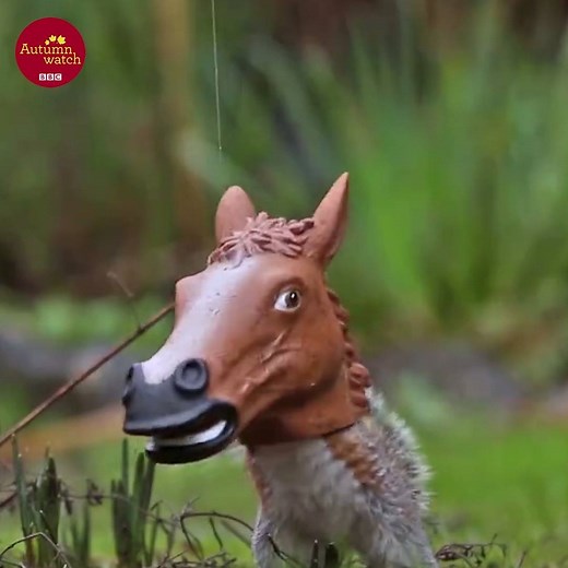 This is amazing 😂😂😂 | BBC Springwatch