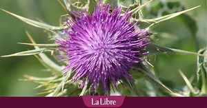 Comment faire pousser un chardon-marie au jardin ? La réponse de notre spécialiste en vidéo