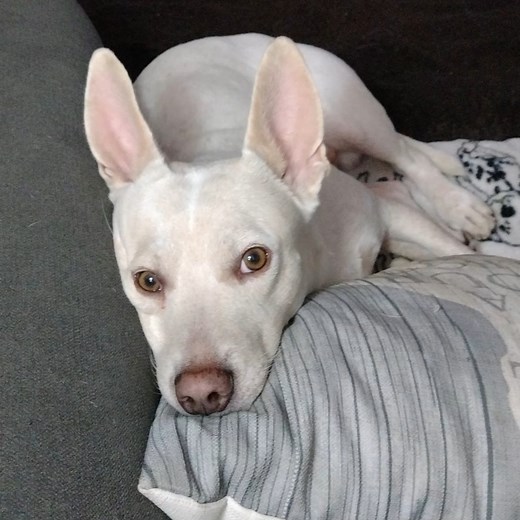 2.6K views · 55 reactions | 3 more Report Cards3 from the Streets Of Bakersfield! Smith, Calliope, & Frieda! | Kern County Animal Services | Facebook