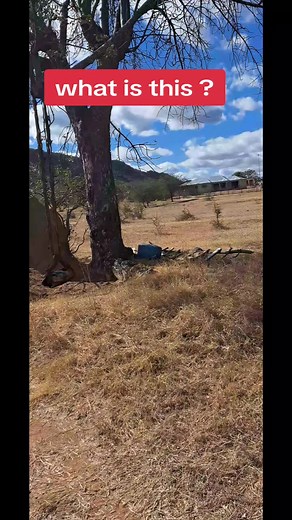 limpopo #SAMA28 #bolobedu #Modjadji #Modjadji #traditional #nature #natural #modjadjiskloofroute