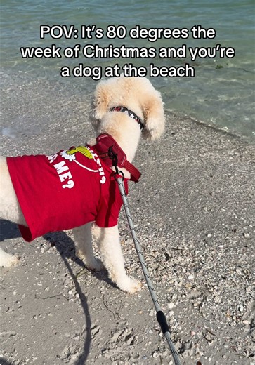 Oakley the Standard Poodle 🐩 (@oakleythestandardpoodle)’s videos with underneath the tree - ‍r7ptor