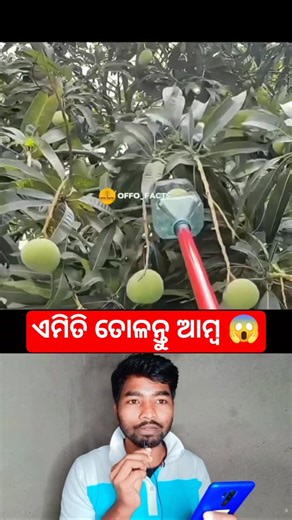 ଆମ୍ବ ତୋଳିବାର ନୂଆ ଆଇଡ଼ିଆ 😱👍 / #shorts #viralvideo #trending #youtubeshorts #facts #tricks