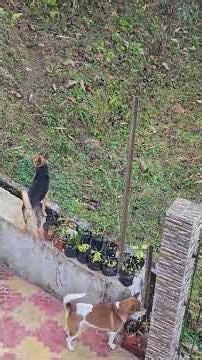 Dogs chasing Kalij #birds #nature #wildlife