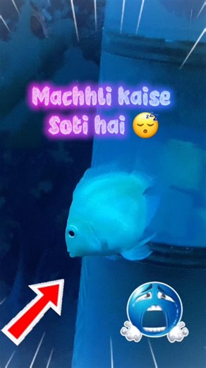 Machhliya kaise soti h #aquarium #share #fish #vlog #youtubeshorts #shortsfeed #shorts #facts #yt