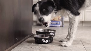 311K views · 1.4K reactions | Dogs are loving, supportive, and provide comfort. To help with Noah’s night terrors, his family decided to give him a new dog, Moony. Moony, despite struggling with blindness, saw what his family needed and quickly shared his positive spirit and endless love with his new family.  Noah and his family choose to feed Moony Evolve because it tastes delicious, is full of nutrients, and is perfect for his active lifestyle! | Evolve Pet Food | Facebook