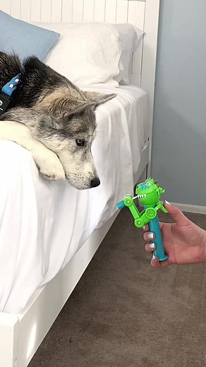 969K views · 7.2K reactions | I think this is why dinosaurs are extinct! Thoughts? 練#DinoRevenge #husky #huskylife #dogs #ilovedogs #barked #huskies #funnydogvideos #funnydogs | 2Husketeers | Facebook